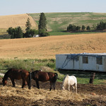 Older stallions, too old to safely geld, grouped in their own separate herd & pasture