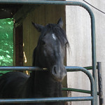 Arabian named "Hamsome" in his own paddock