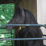 Hamsome profile
