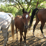 "Double Twubble" with Mom together with another Mom (mares that come in to the rescue pregnant)