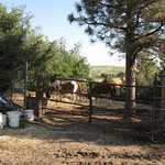 A couple blind or partially blind horses with their seeing companion separated from the main herds for safety