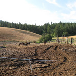 Herd mares grouped together in their own separate pasture