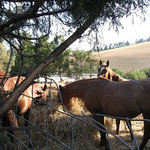 Younger horses grouped together in their own separate pasture
