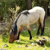Isabella enjoying the spring graze