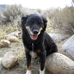 Shiloh Shiloh 5 yr. old Border/Aussie mix Sweet, trained, great little ranch dog